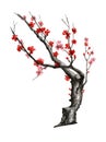 Realistic sakura blossom - Japanese cherry tree isolated on white background. Royalty Free Stock Photo